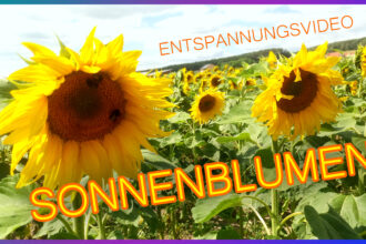 Entspannungsvideo Sonnenblumen-Feld